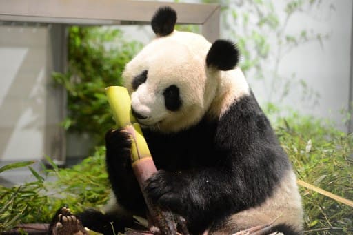 Imagen de un Panda